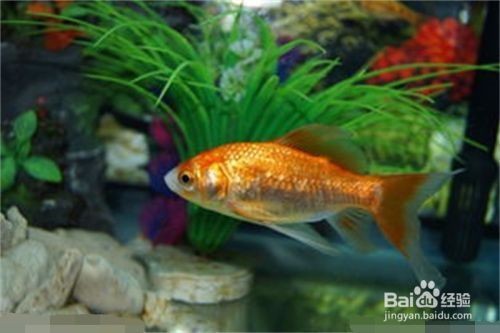 金龍魚喂食后多久消化：金龍魚冬季喂食指南,
