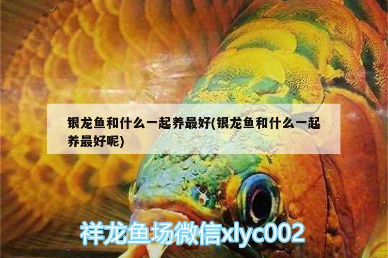 銀龍魚和什么一起養最好(銀龍魚和什么一起養最好呢)