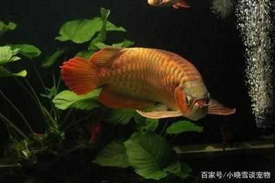翹頭紅龍魚是什么樣：翹頭紅龍魚日常護理要點， 翹頭紅龍魚是什么樣：翹頭紅龍魚日常護理要點， 紅龍魚百科 第2張