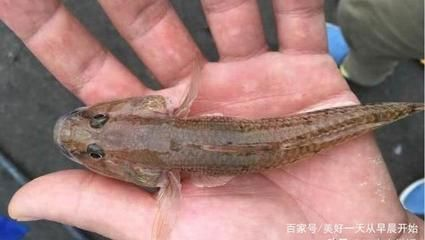 虎魚有什么營養：虎魚是一種營養價值極高的食物，適合產婦食用，增強體質