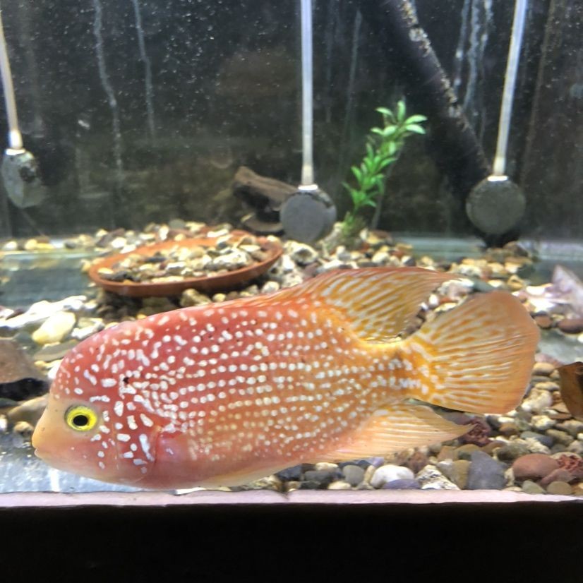 天津市西青區(qū)石頭水族器材銷售店 天津市西青區(qū)石頭水族器材銷售店 全國(guó)水族館企業(yè)名錄 第1張