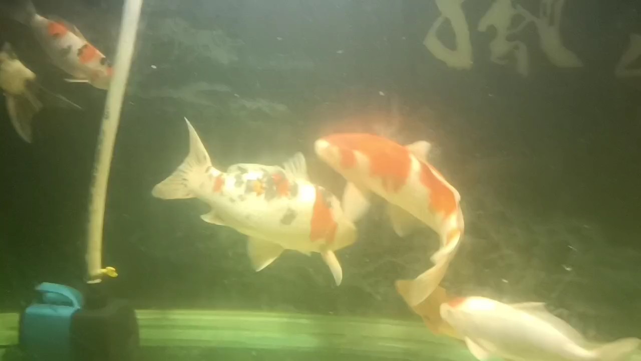 魚缸過濾器選購(gòu)指南:自制魚缸過濾器魚缸上置過濾器對(duì)于養(yǎng)魚愛好者的必備知識(shí) 還差一條 龍魚論壇 還差一條 還差一條 龍魚論壇