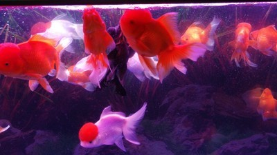 創寧變頻水泵怎樣區分正品和負品的（創寧變頻水泵怎樣區分正品和負品的區別）
