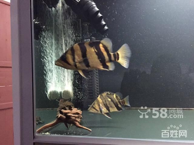 虎魚吃活食用定期祛蟲嗎：虎魚吃活食用定期祛蟲嗎虎魚吃活食用定期祛蟲嗎