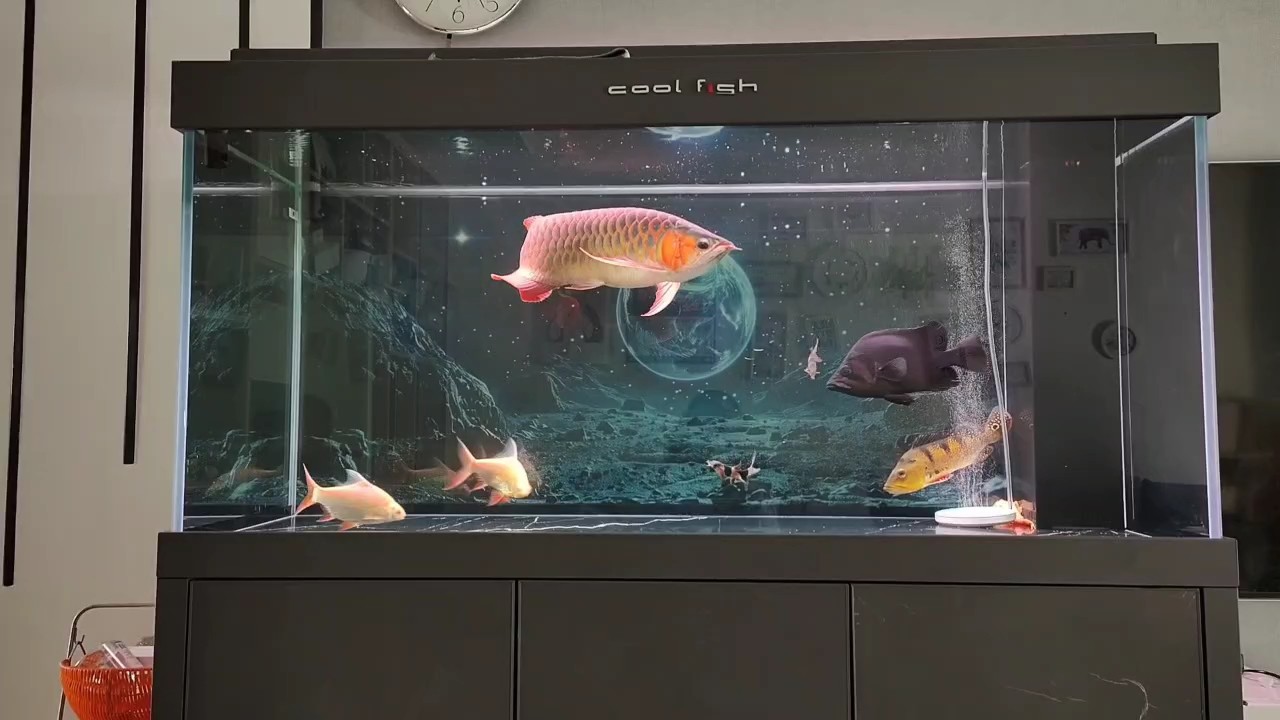 快兩年了，換個新家！ 快兩年了，換個新家！ 龍魚論壇