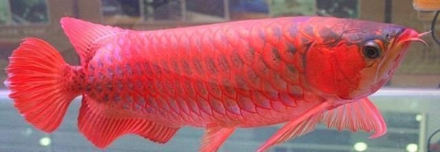 紅龍魚血統(tǒng)排行榜 紅龍魚血統(tǒng)排行榜 龍魚百科 第4張