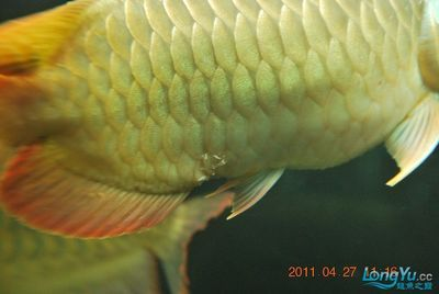 龍魚爛鱗是什么原因vs祥龍魚場：如何預防龍魚爛鱗