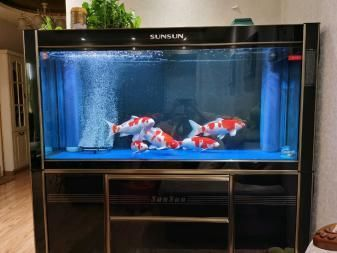 50公分魚缸造景效果圖：50公分魚缸造景方法