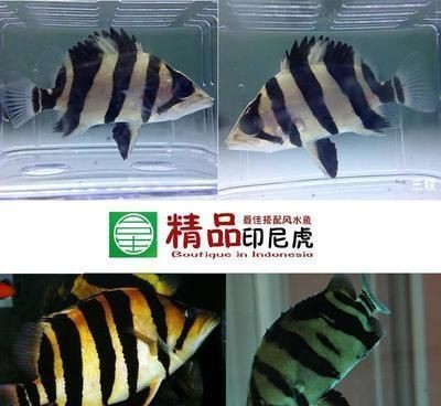 虎魚苗生長(zhǎng)速度影響因素，如何改善虎魚苗水質(zhì)，虎魚苗餌料種類選擇