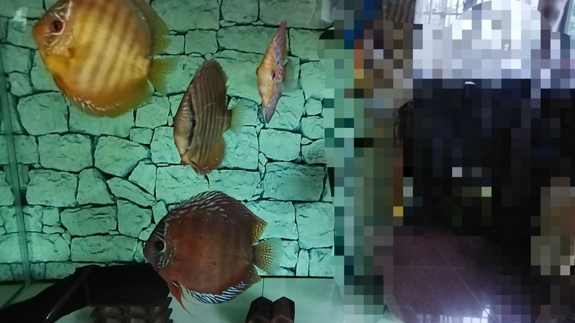 魚鰭開叉