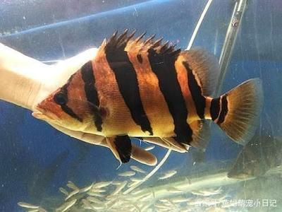 虎魚跟鸚鵡魚混養(yǎng)：虎魚和鸚鵡魚可以混養(yǎng)嗎？