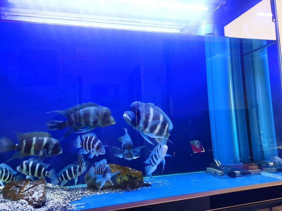 假期換水，小魚長大可以合缸了。 假期換水，小魚長大可以合缸了。 龍魚論壇 第1張