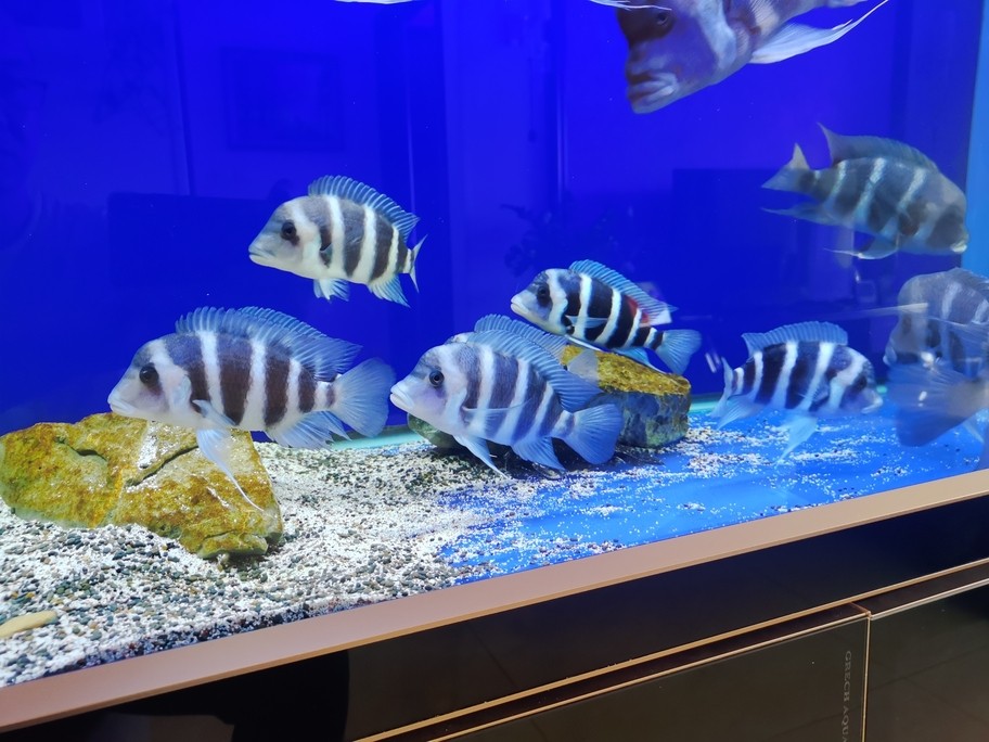 假期換水，小魚長大可以合缸了。 假期換水，小魚長大可以合缸了。 龍魚論壇 第2張