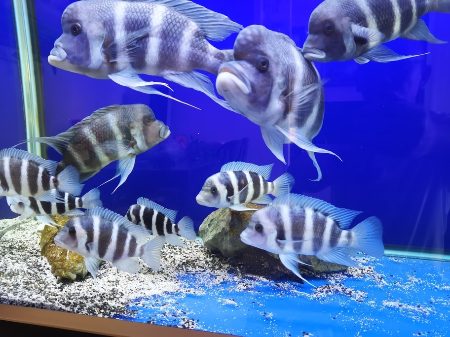 假期換水，小魚長大可以合缸了。 假期換水，小魚長大可以合缸了。 龍魚論壇 第3張
