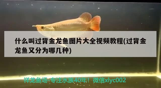 什么叫過背金龍魚圖片大全視頻教程(過背金龍魚又分為哪幾種) 什么叫過背金龍魚圖片大全視頻教程(過背金龍魚又分為哪幾種) 金龍魚百科