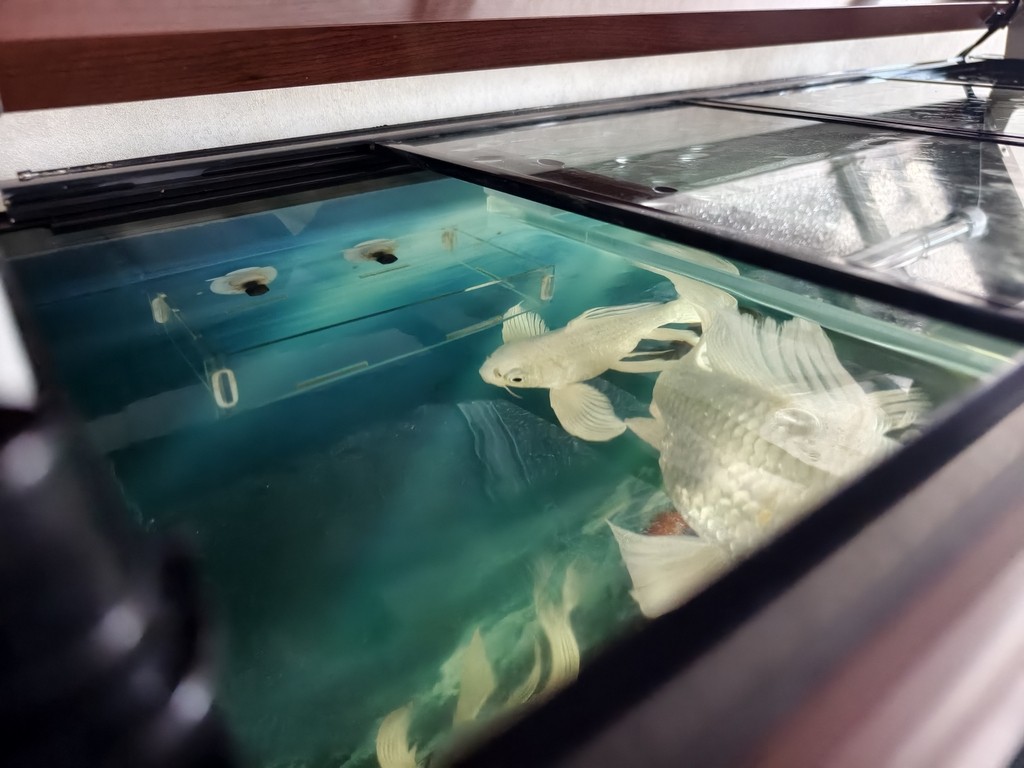 我這魚缸的水位總是下不去，怎么處理？