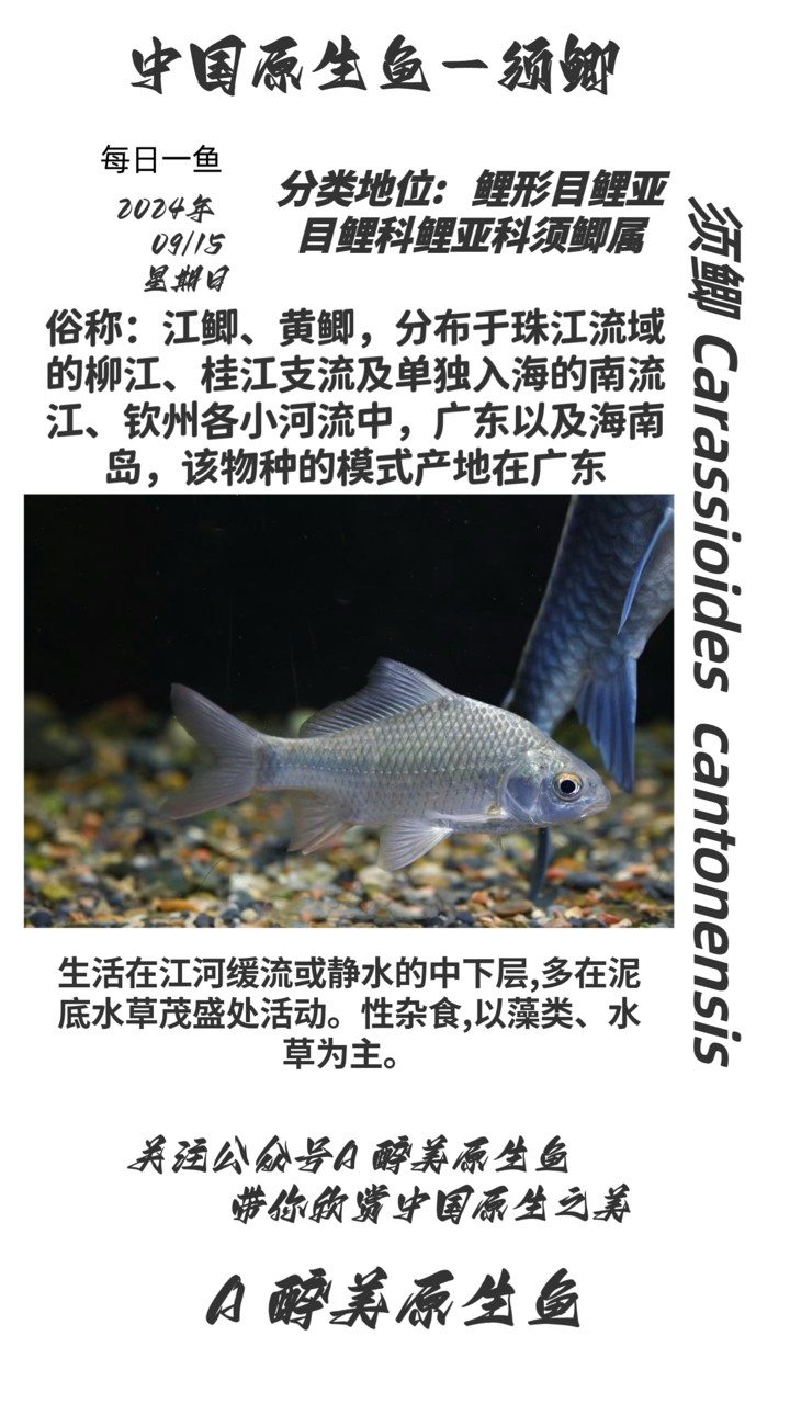 須鯽 須鯽 龍魚論壇