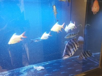 虎魚可以用土霉素嗎：虎魚可以使用土霉素嗎