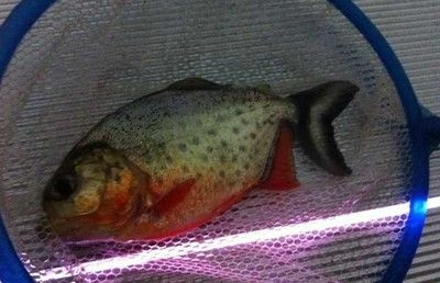 虎魚為什么不吃飼料：虎魚為什么不吃飼料呢？