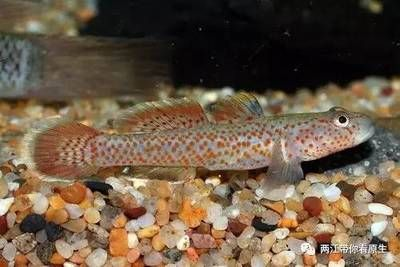 臺灣吻蝦虎魚：臺灣吻蝦虎魚是一種生活在臺灣地區的原生魚類