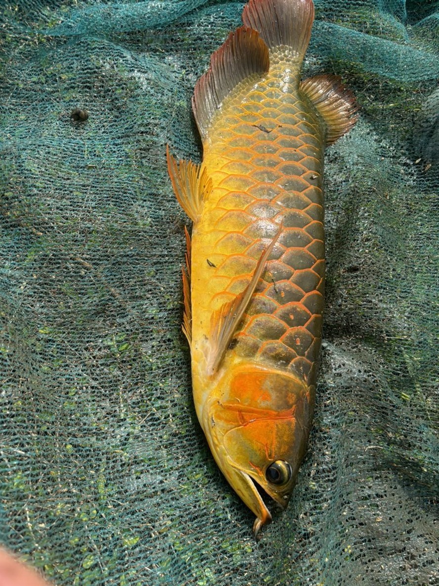 剛撈上來