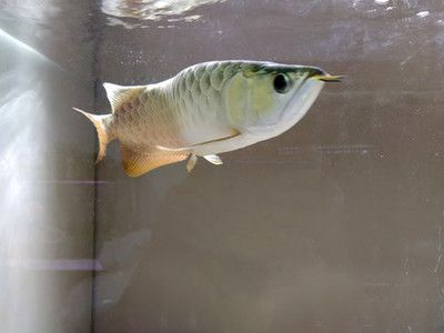 古典過背金龍魚混養銀龍魚：古典過背金龍魚與銀龍魚混養環境要求如何緩解金龍魚與銀龍魚混養