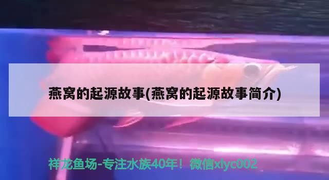 金魚(yú)缸在哪里買便宜實(shí)惠又好用（ 金魚(yú)缸專賣店）