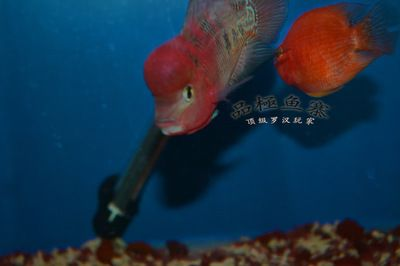 紅龍魚有哪些常見疾病圖片：紅龍魚常見疾病概覽
