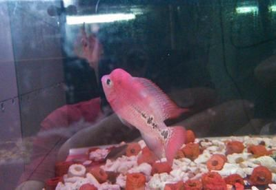 揭陽水族館vs祥龍魚場（探討揭陽水族館與祥龍魚場之間的差異之前需要明確基本信息和特點）