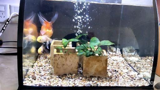 9條小金魚要多大的魚缸：養金魚的注意事項