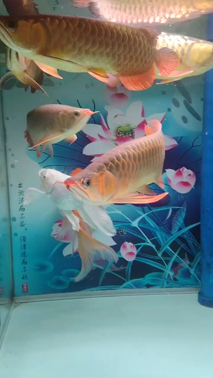 煩吧，過年的時候抖音直播間買了兩條紅龍估計四千，三條金龍三千元。七個月，五條魚長成啥了。金龍不行，紅龍發的啥色呀，淺淺的黃紅。哎坑人啊，，直播間還敲鼓砸鑼的恭喜我，喜提龍魚五條。信誓諾諾的，坑爹啊。