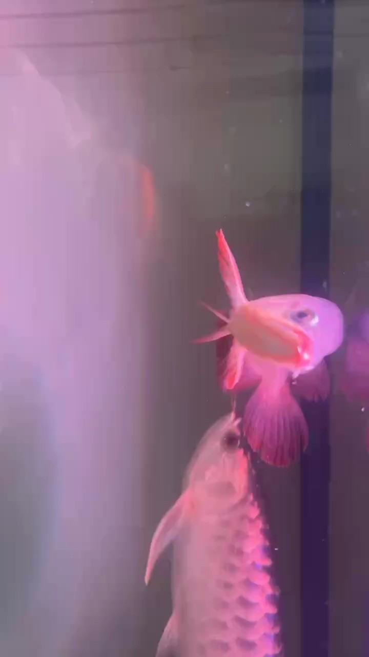 腮蓋開始發紅了嗎 腮蓋開始發紅了嗎 龍魚論壇