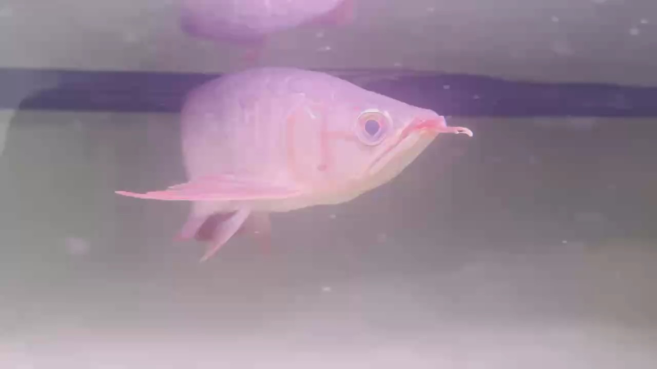 腮蓋是開始發紅了嗎