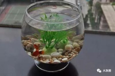600的魚(yú)缸養(yǎng)什么魚(yú)：600升的魚(yú)缸養(yǎng)魚(yú)需要注意哪些事項(xiàng)魚(yú)缸養(yǎng)魚(yú)的注意事項(xiàng) 600的魚(yú)缸養(yǎng)什么魚(yú)：600升的魚(yú)缸養(yǎng)魚(yú)需要注意哪些事項(xiàng)魚(yú)缸養(yǎng)魚(yú)的注意事項(xiàng) 魚(yú)缸百科 第4張