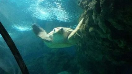 宣城水族館vs祥龍魚場(宣城水族館與祥龍魚場之間的區(qū)別) 全國水族館企業(yè)名錄 第4張 宣城水族館vs祥龍魚場(宣城水族館與祥龍魚場之間的區(qū)別) 宣城水族館vs祥龍魚場(宣城水族館與祥龍魚場之間的區(qū)別) 全國水族館企業(yè)名錄 第4張