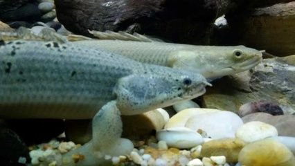 宣城水族館vs祥龍魚場(宣城水族館與祥龍魚場之間的區(qū)別) 全國水族館企業(yè)名錄 第5張 宣城水族館vs祥龍魚場(宣城水族館與祥龍魚場之間的區(qū)別) 宣城水族館vs祥龍魚場(宣城水族館與祥龍魚場之間的區(qū)別) 全國水族館企業(yè)名錄 第5張