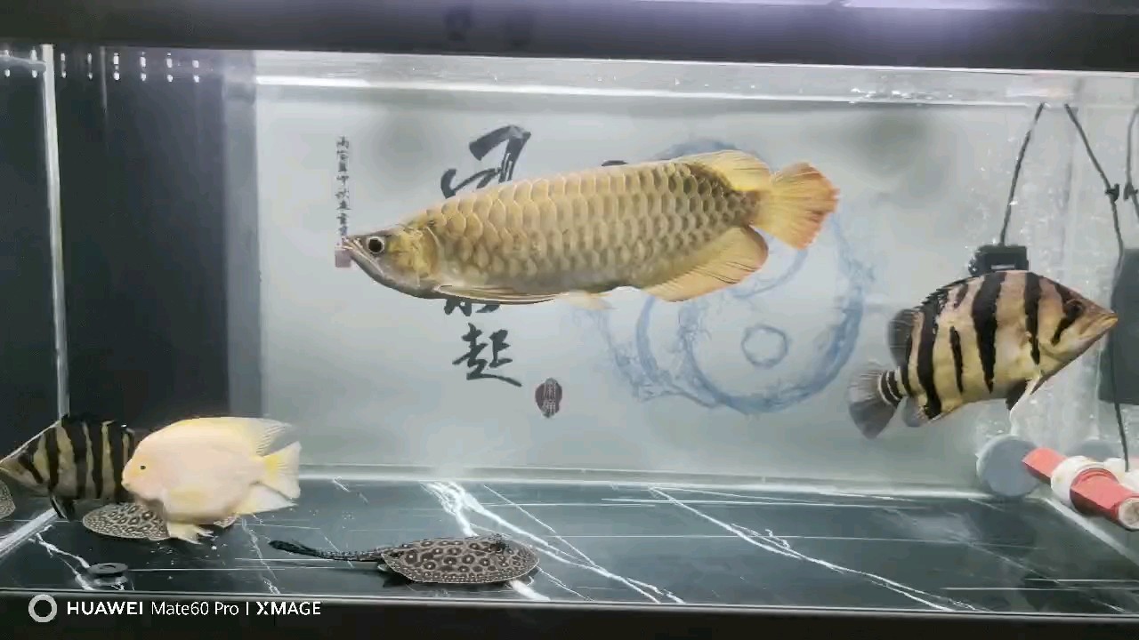 一年零4個月多點，好久沒有記錄了，記錄一下吧，現在有53公分左右了。