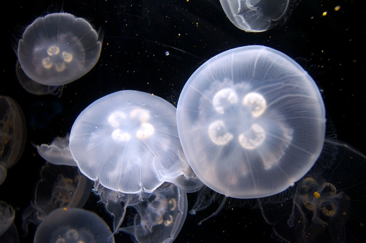 天津市西青區源源水族器材銷售店 天津市西青區源源水族器材銷售店 全國水族館企業名錄 第1張