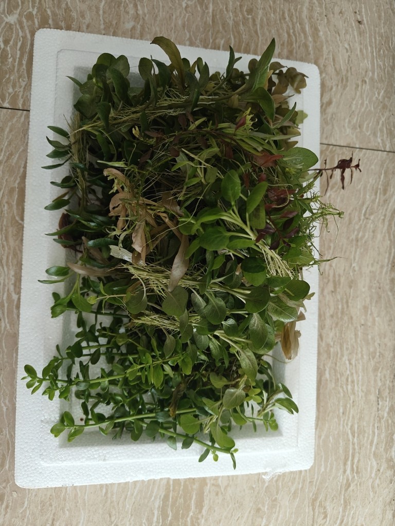 福利水草 福利水草 龍魚論壇
