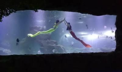 宜賓水族館vs祥龍魚場（宜賓水族館和祥龍魚場） 宜賓水族館vs祥龍魚場（宜賓水族館和祥龍魚場） 全國水族館企業名錄 第2張
