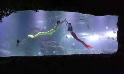 宜賓水族館vs祥龍魚場（宜賓水族館和祥龍魚場） 宜賓水族館vs祥龍魚場（宜賓水族館和祥龍魚場） 全國水族館企業名錄 第3張