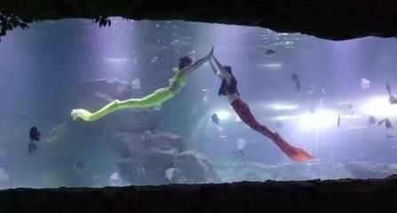 宜賓水族館vs祥龍魚場（宜賓水族館和祥龍魚場） 宜賓水族館vs祥龍魚場（宜賓水族館和祥龍魚場） 全國水族館企業名錄 第6張