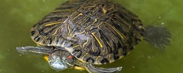 120魚缸能養多大的錦鯉龜：120cm的魚缸適合養多大的錦鯉和龜 120魚缸能養多大的錦鯉龜：120cm的魚缸適合養多大的錦鯉和龜 魚缸百科 第2張