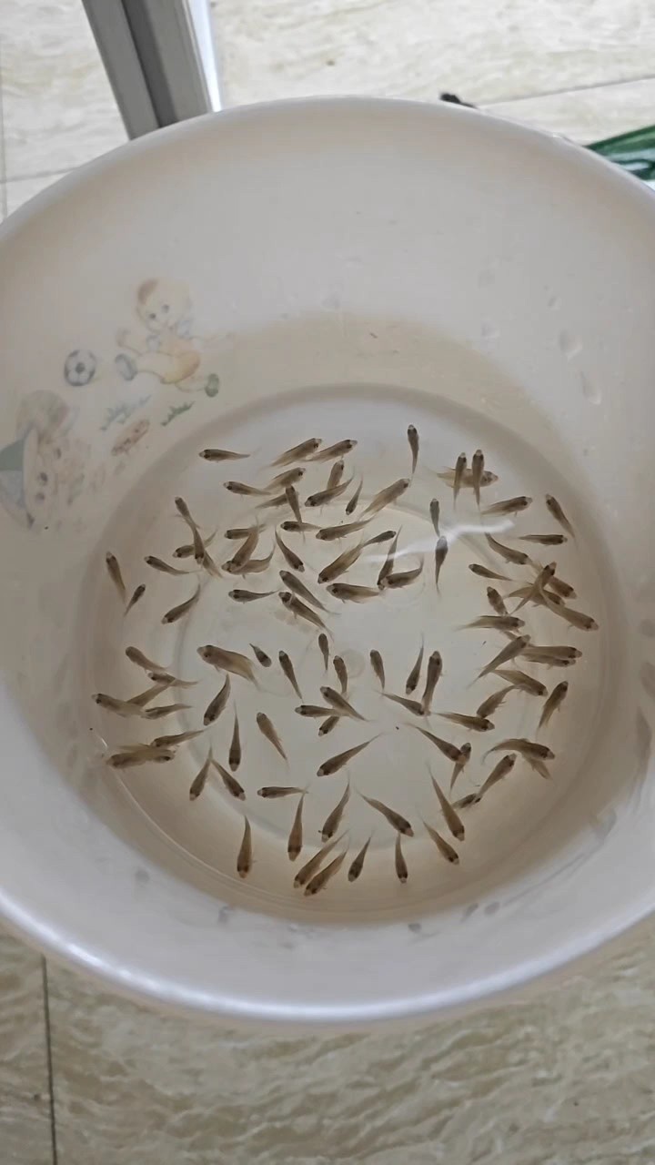 七彩神仙魚苗下身