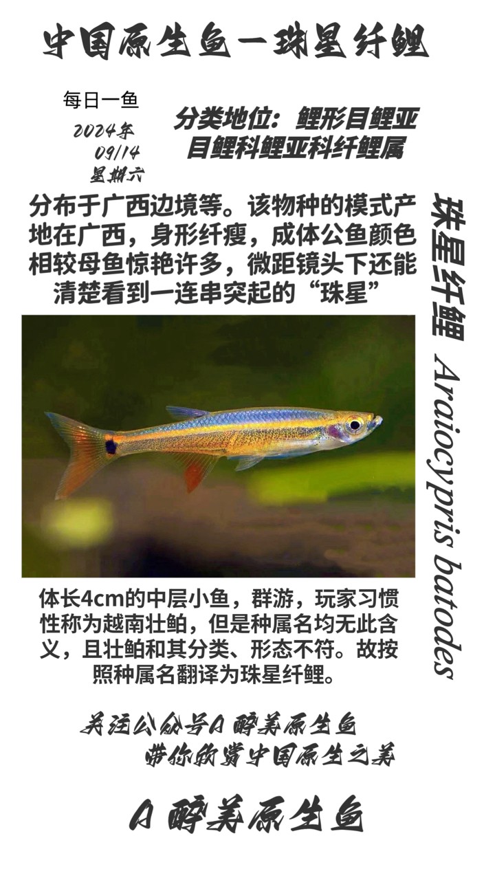 珠星纖鯉