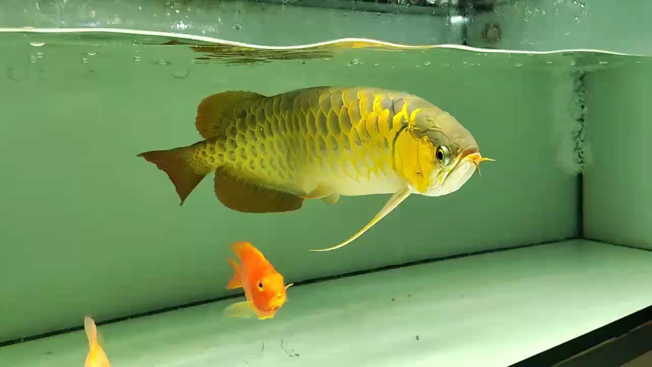 58公分！ 58公分！ 龍魚論壇