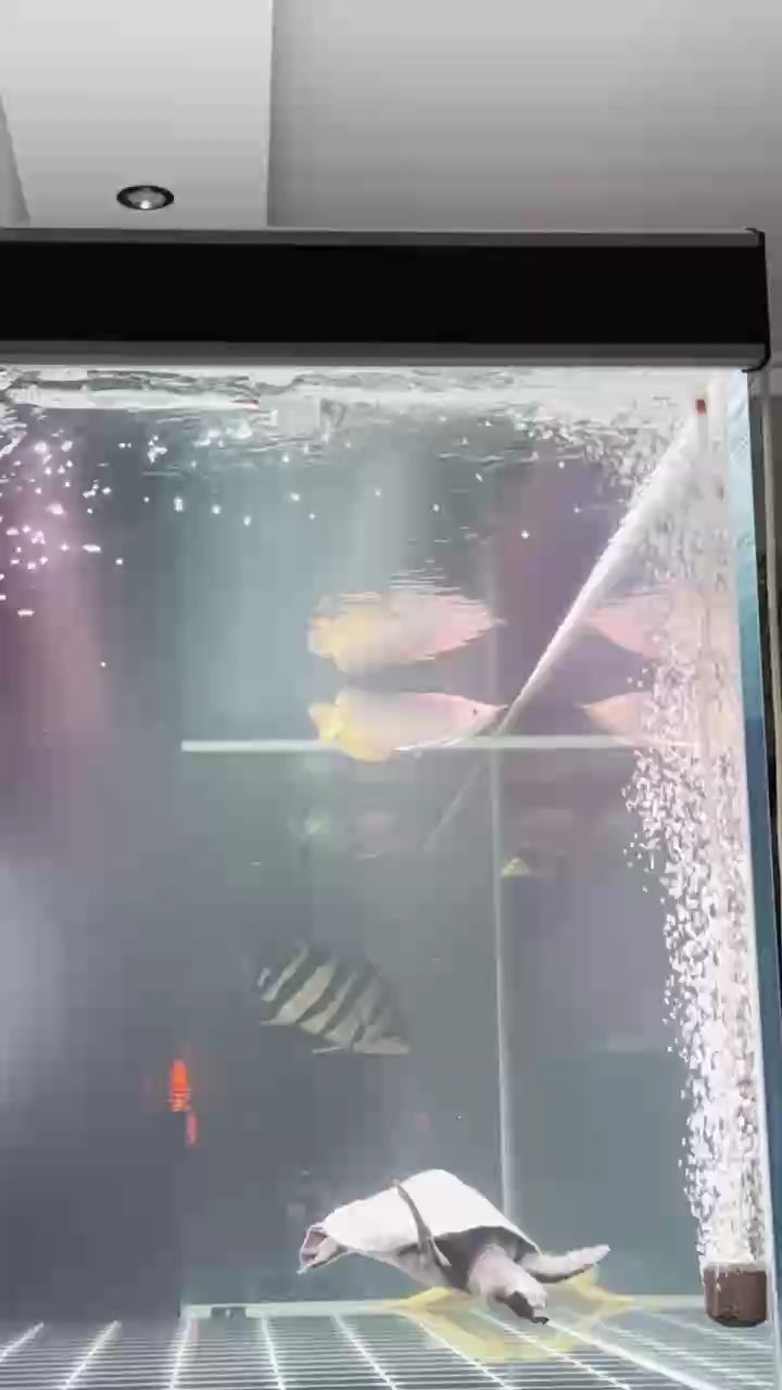 漂移著游，是因為水流太急么？關燈也這樣游，剛到家20多公分的小龍
