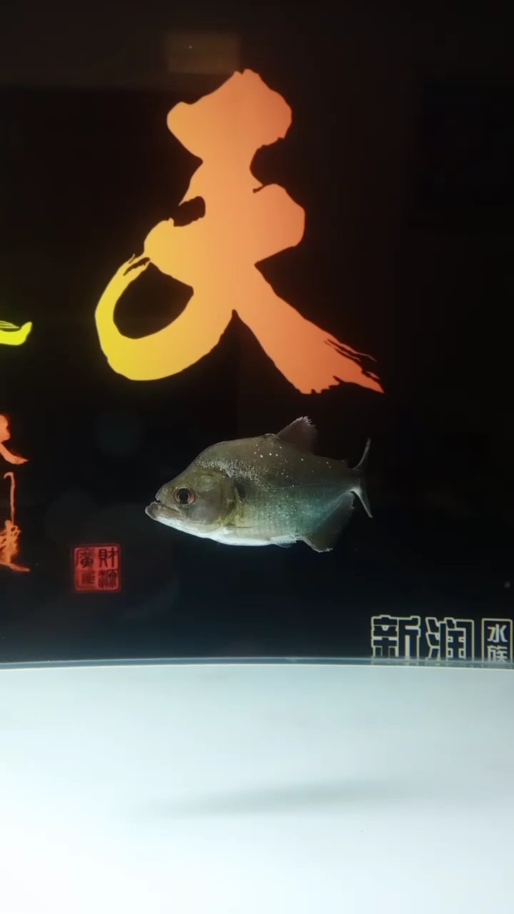 紅龍魚用黃燈烤有用嗎 入缸第一天狀態還可以 龍魚論壇 入缸第一天狀態還可以 入缸第一天狀態還可以 龍魚論壇