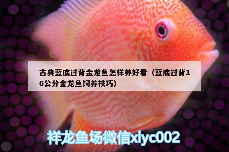 古典藍(lán)底過(guò)背金龍魚怎樣養(yǎng)好看（藍(lán)底過(guò)背16公分金龍魚飼養(yǎng)技巧）