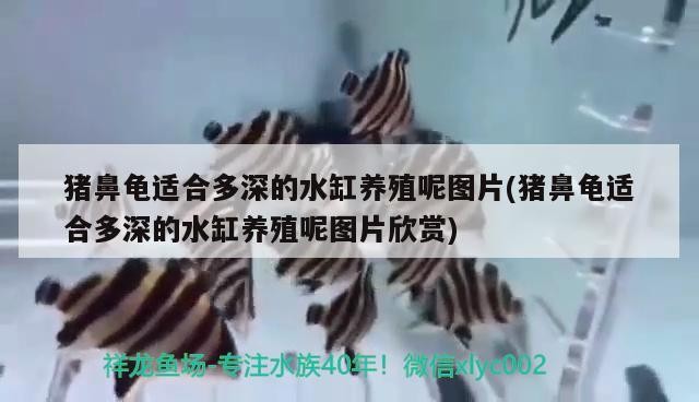 豬鼻龜適合多深的水缸養殖呢圖片(豬鼻龜適合多深的水缸養殖呢圖片欣賞)